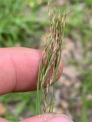 Rhynchospora inexpansa