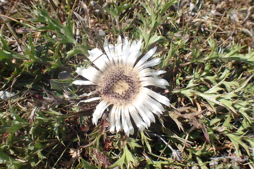 Silver Thistle