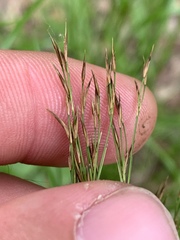 Rhynchospora inexpansa