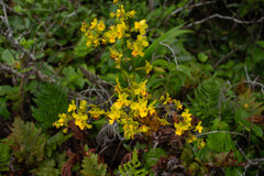 Cyrtopodium flavum