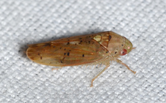 Ponana quadralaba