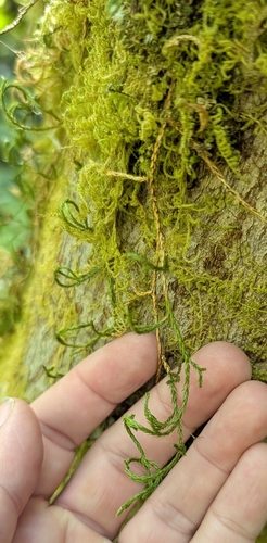 Selaginella oregana, photograph 3