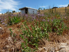 Centipeda cunninghamii