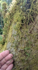 Selaginella oregana, photograph (c) Jessica Utrup, some rights reserved (CC BY)