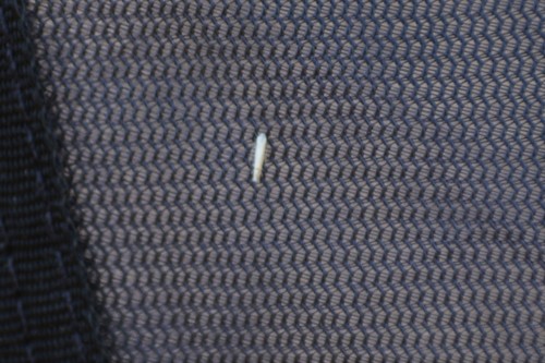 Photo of Aspen Serpentine Leafminer Moth (Phyllocnistis populiella)