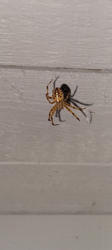 Cross Orbweaver