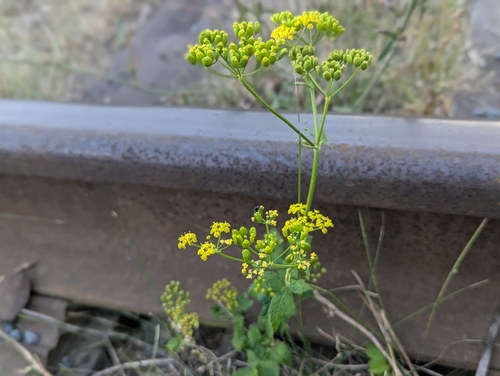 wild parsnip