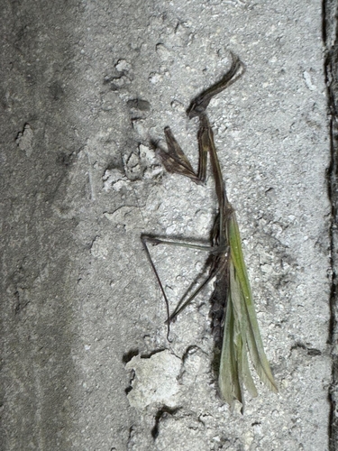Fasciated Conehead Mantid