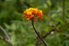 Epidendrum fulgens