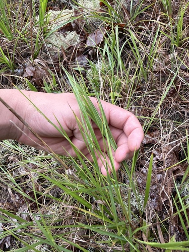 Dichanthelium angustifolium, 2026-07-28