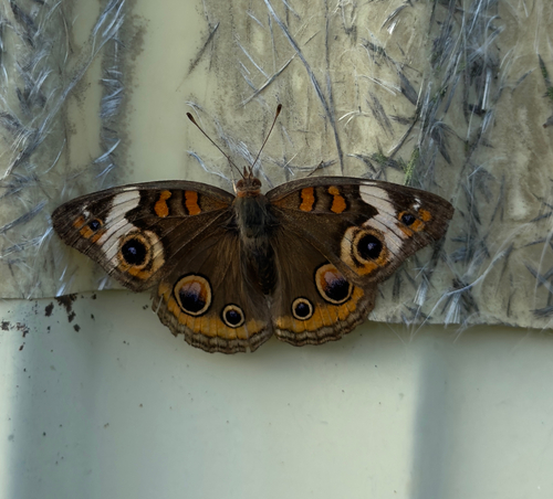 Common Buckeye