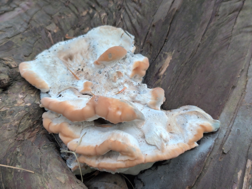 green cheese polypore · August 2026 · photo: Photo: (c) odawgie, some rights reserved (CC BY) · iNaturalist