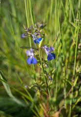 Collinsia grandiflora