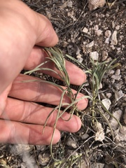 Lithospermum incisum
