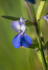Collinsia grandiflora
