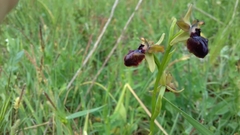Ophrys sphegodes passionis