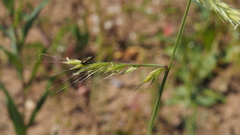 Festuca microstachys