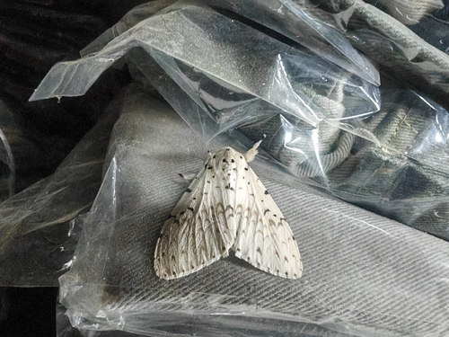 Lymantria plumbalis