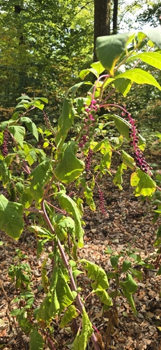 American pokeweed