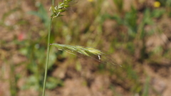 Festuca microstachys