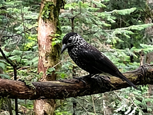 Southern Nutcracker