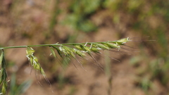 Festuca microstachys