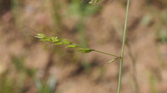 Festuca microstachys