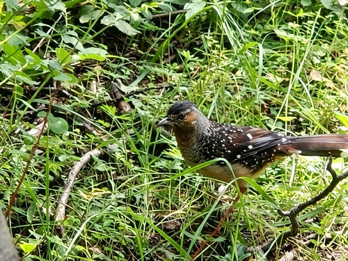 Giant Laughingthrush