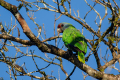 Amazona brasiliensis