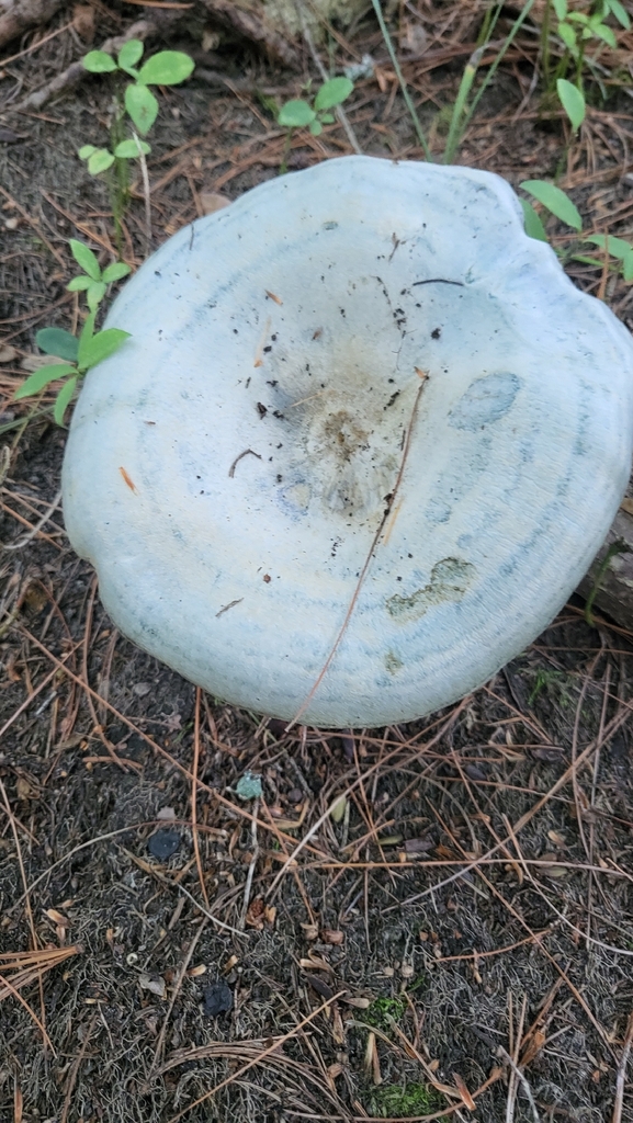 indigo milk cap · August 2026 · photo: Photo: no rights reserved · iNaturalist