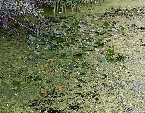 yellow water-lily