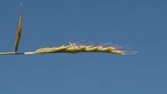 Festuca microstachys