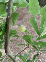 Amphibolips quercusracemaria