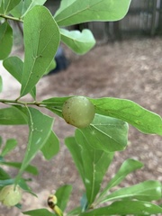 Amphibolips quercusracemaria