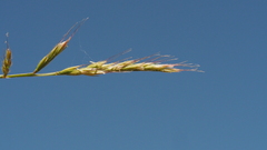 Festuca microstachys