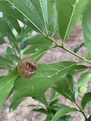 Amphibolips quercusracemaria