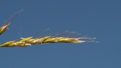 Festuca microstachys