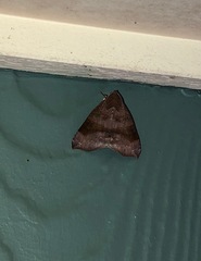 Bastilla hamatilis