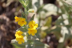 Diplacus clevelandii