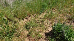 Festuca microstachys