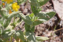 Diplacus clevelandii