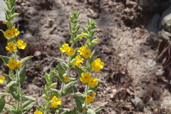 Diplacus clevelandii