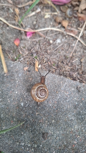 Copse Snail