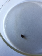 Dactylosternum abdominale