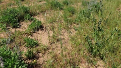 Festuca microstachys