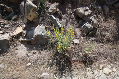 Diplacus clevelandii