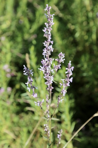 Nepeta nuda (Nepeta nuda)