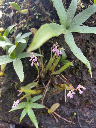 Podochilus falcatus observed 2026-08-18
