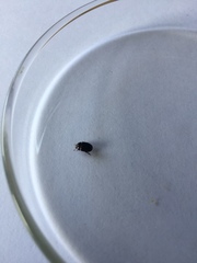 Dactylosternum abdominale