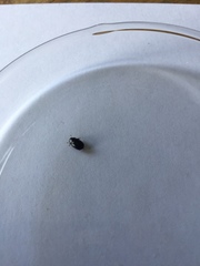 Dactylosternum abdominale